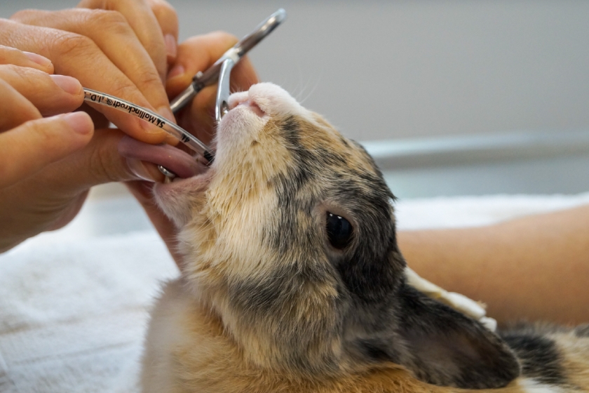 08.Intubation-Kaninchen